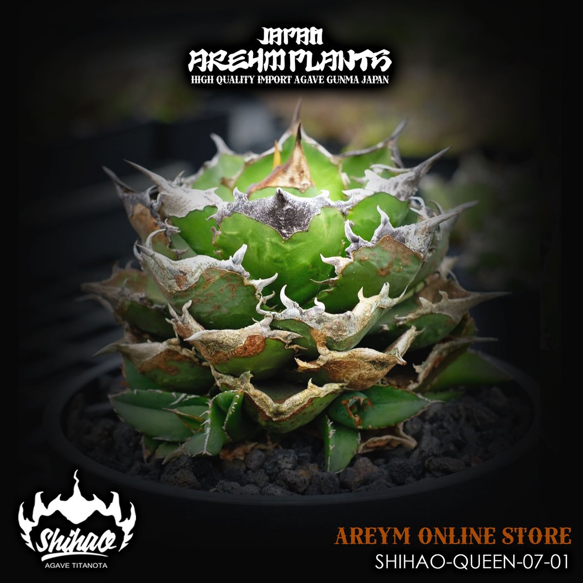 アガベチタノタ清櫻SEO 【公式通販】