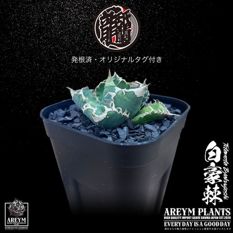 発根済 送料無料 アガベ チタノタ 白毫刺 白豪刺 agave titanota byakugousi【ARM-OC-BYAKU-07-02】
