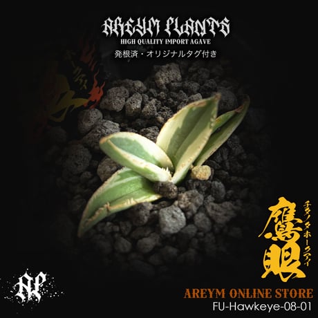 極上 アガベ イシスメンシス valiem バリエム アレイムプランツ