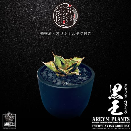 発根済 送料無料 潮龍家 安生産 アガベ チタノタ 黒王 agave titanota kokuo【Andy-OC-KOKUO-06-05】