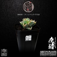 税込・送料無料でお届け致します アガベチタノタ 疣猪 イボイノシシ Agave titanota warthog (FU-TC-WARTHHOG-05-01)