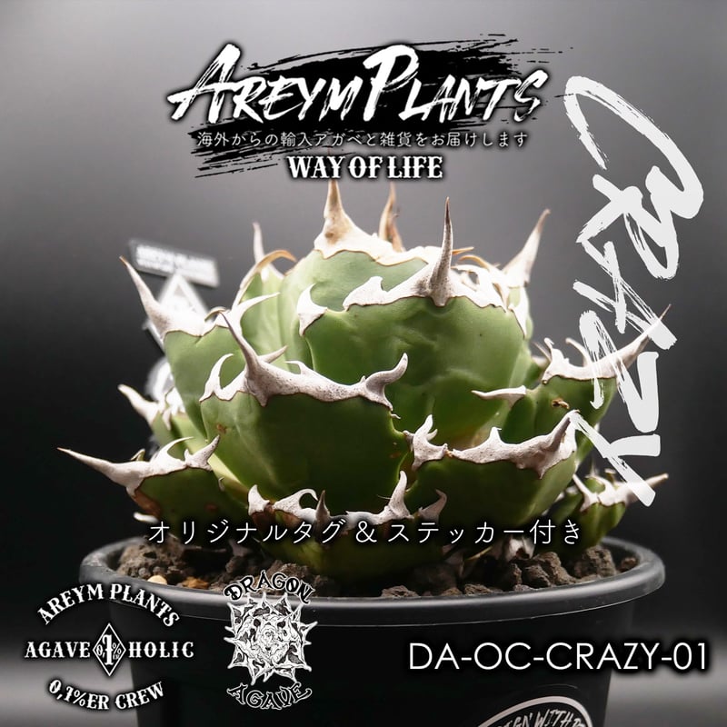 アガベ CJ special 発根済み アガベ・チタノタ CJ-Special（芽）-006