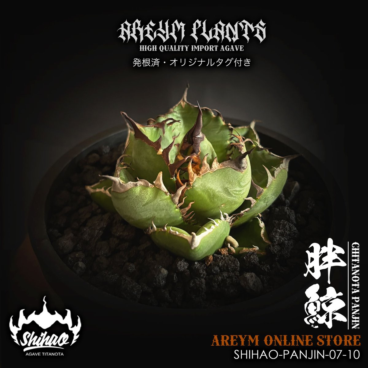 激レア】アガベ チタノタ 胖鯨 パンジン ダブルヘッド 発根済 台湾Shi