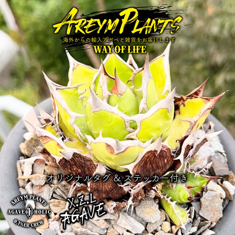 アガベ チタノタ XZ-12 Agave Titanota アガベ チタノタ XZ-12 Agave Titanota