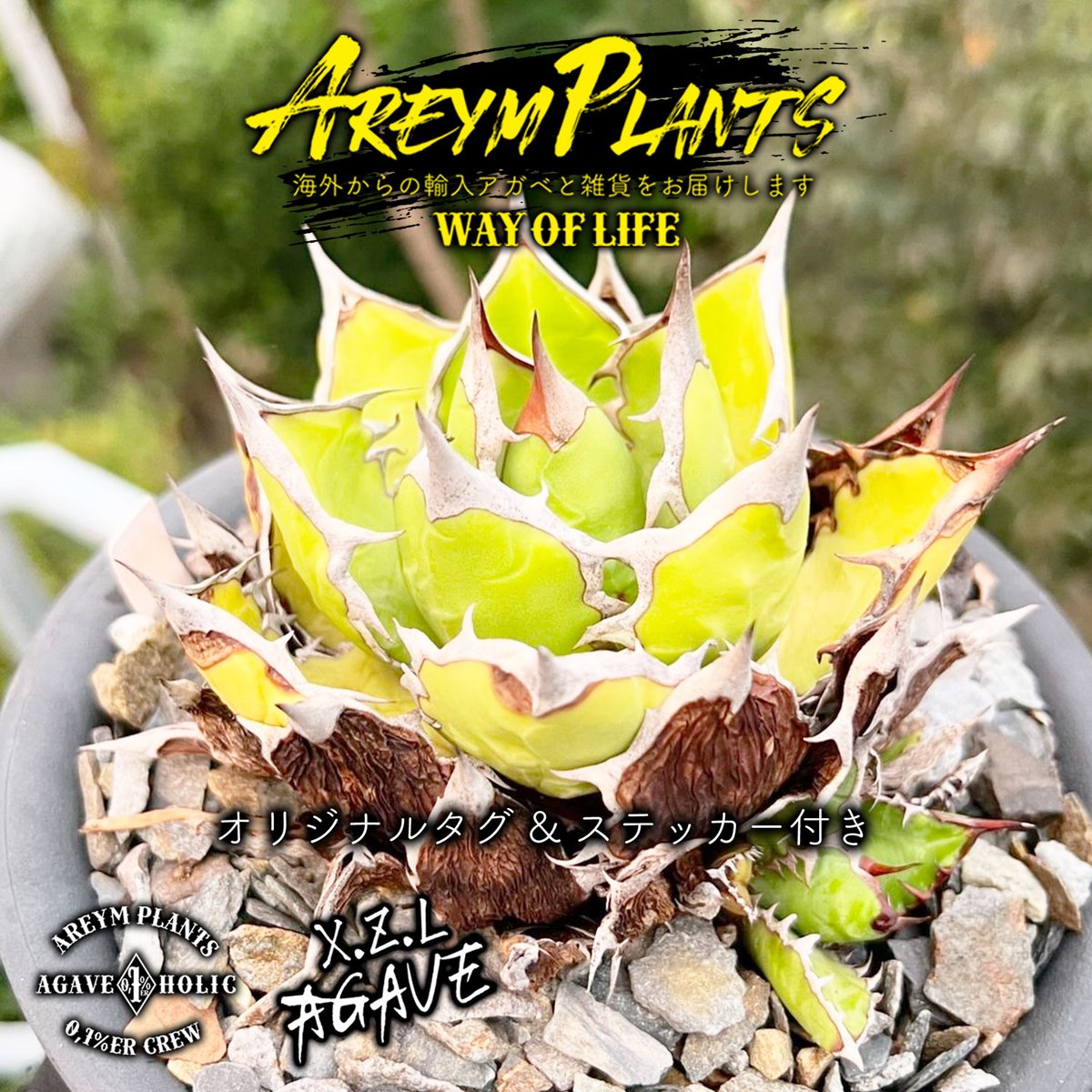 アガベ チタノタ XZ-12 Agave Titanota アガベ チタノタ XZ-12 Agave Titanota