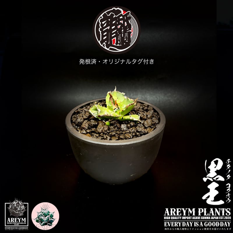 発根済 送料無料 潮龍家 安生産 アガベ チタノタ 黒王 agave titanota