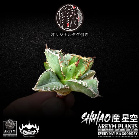 送料無料でお届け致します  台湾 Shi-hao アガベ チタノタ ホシゾラ 元祖 星空 発根管理株 (Shi-hao産/TC株/小株/SHIHAO-HOSHIZORA-04-05)