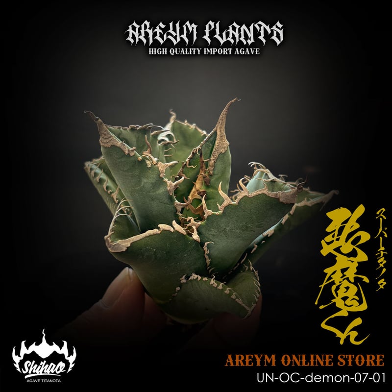 発根済 雲南省産 アガベ チタノタ 悪魔くん Agave Titanota (UN