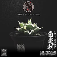 発根済 送料無料 アガベ チタノタ 白毫刺 白豪刺 agave titanota byakugousi【ARM-OC-BYAKU-06-04】