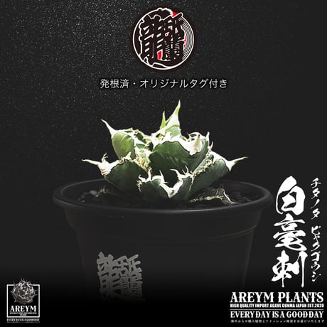 発根済 送料無料 アガベ チタノタ 白毫刺 白豪刺 agave titanota byakugousi【ARM-OC-BYAKU-06-04】