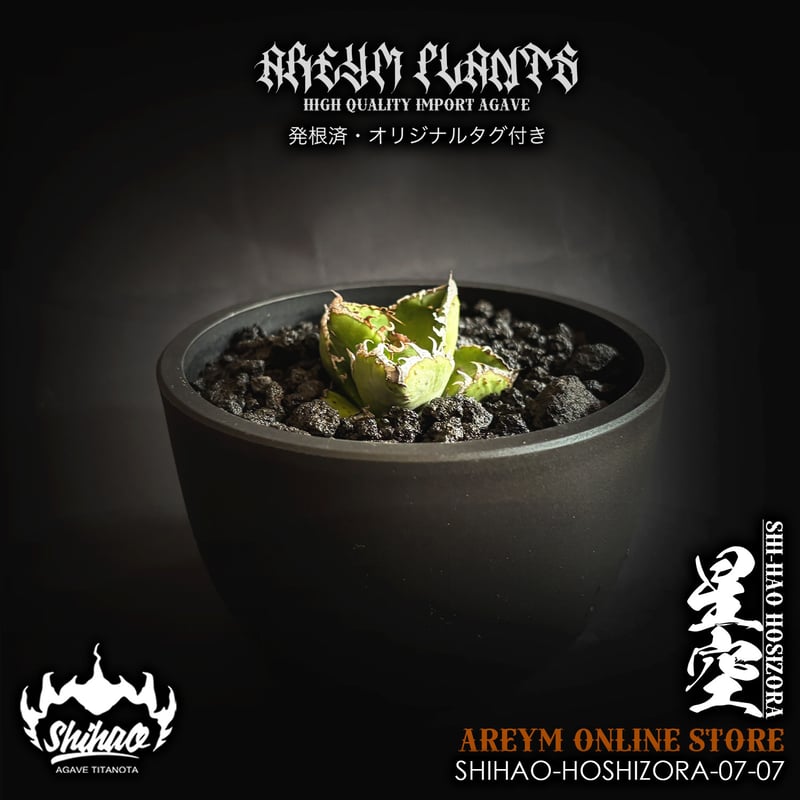 発根済 台湾Shi-hao アガベ チタノタ ホシゾラ 元祖星空 agave