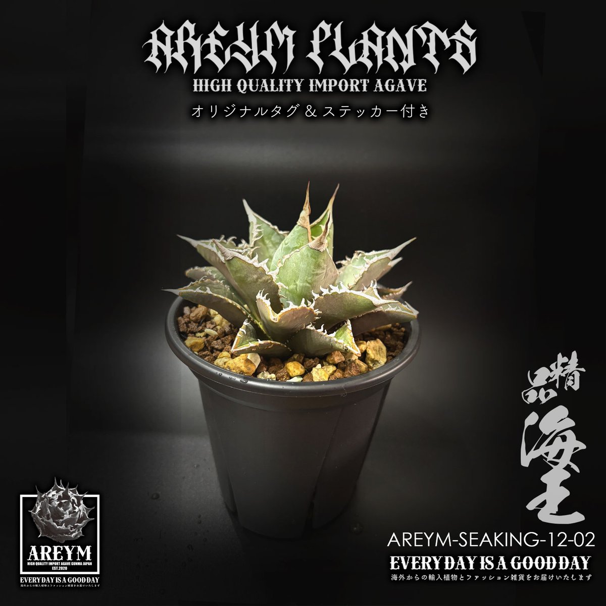 アガベ チタノタ 海王 税込・送料無料でお届け致します アガベ チタノタ 精品海王 Agave