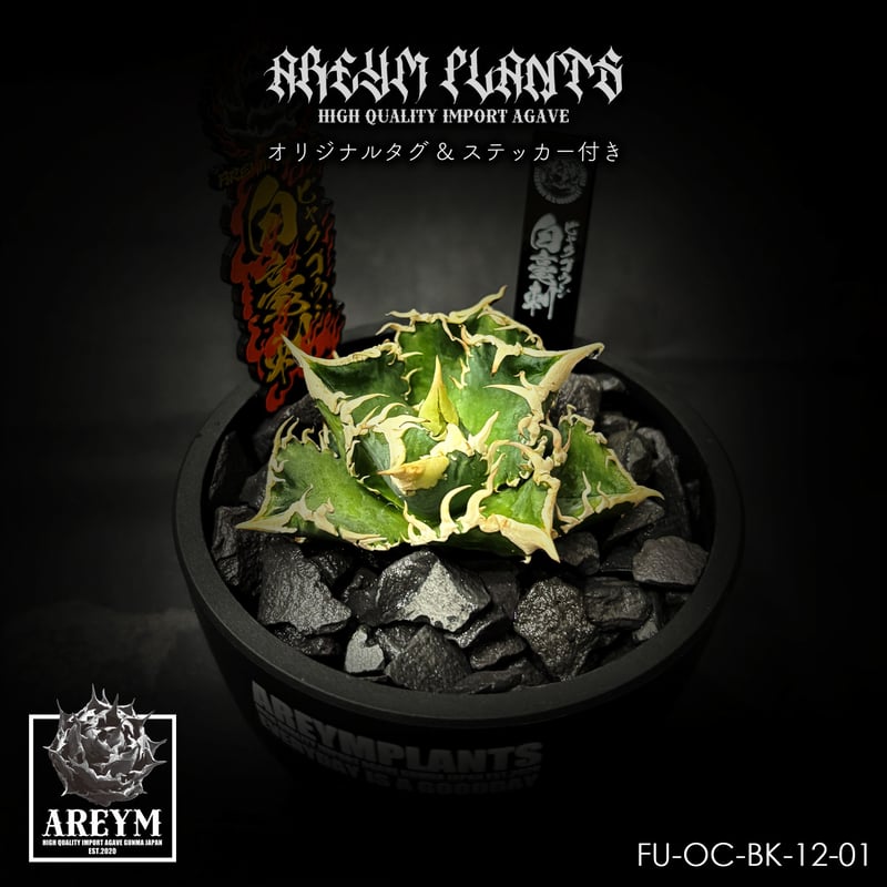 アガベ チタノタ 白毫刺 agave titanota byakugoushi【FU-OC-B