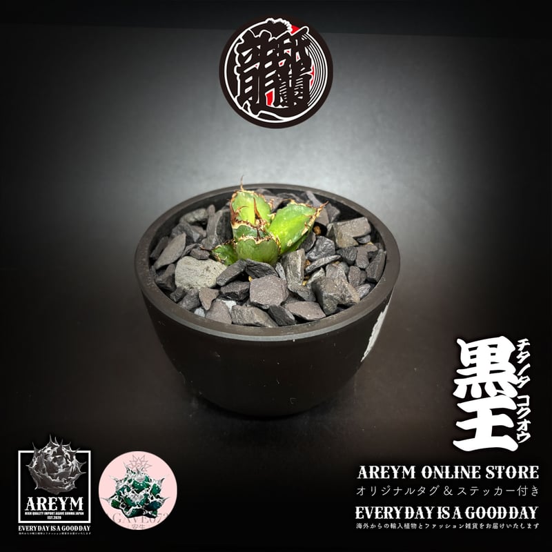 発根済 送料無料 潮龍家 安生産 アガベ チタノタ 黒王 agave titanota