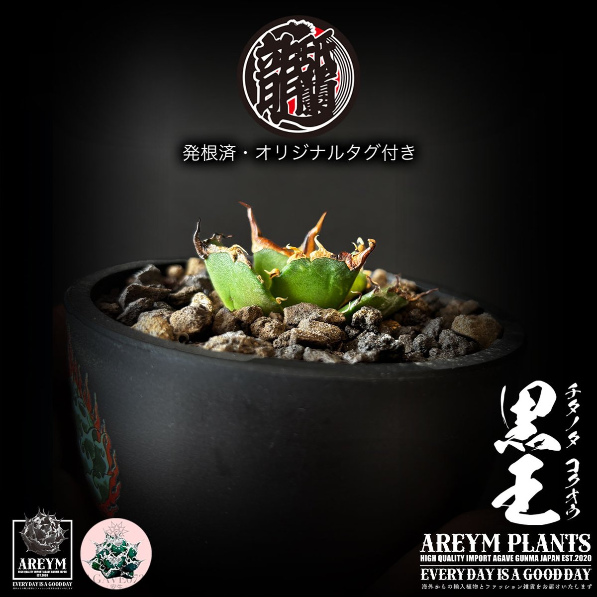 発根済 送料無料 潮龍家 安生産 アガベ チタノタ 黒王 agave titanota