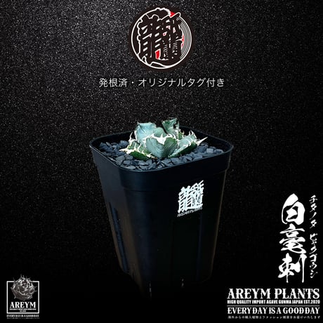 白毫刺 | STORES