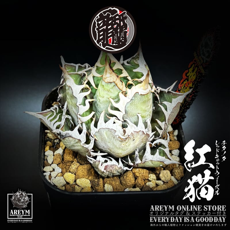 発根済 送料無料 アガベ チタノタ レッドキャットウィーズル Agave