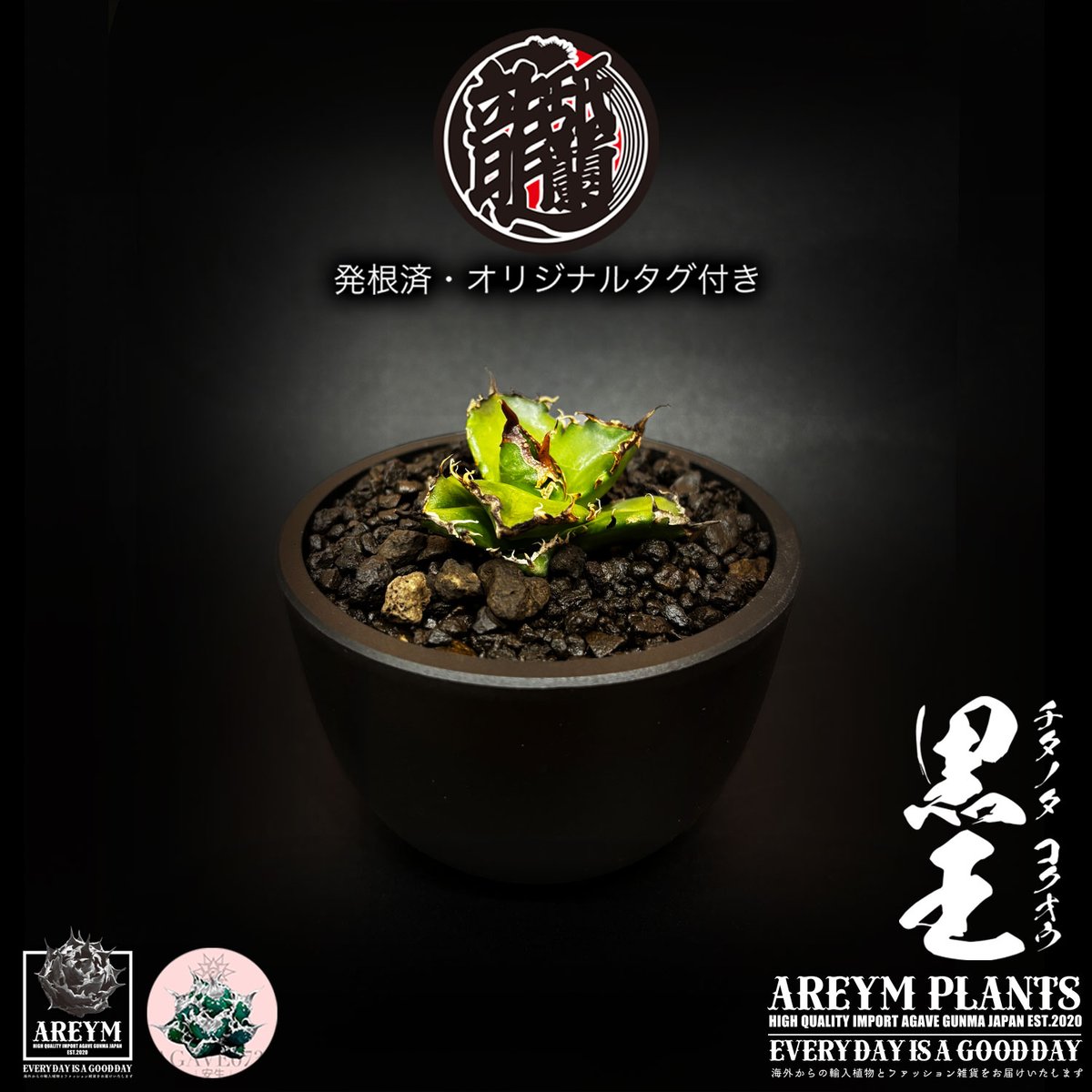 発根済 送料無料 潮龍家 安生産 アガベ チタノタ 黒王 agave titanota