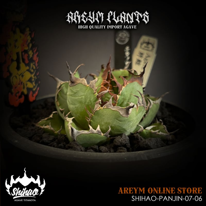 【激レア】アガベ チタノタ 胖鯨 パンジン ダブルヘッド 発根済 台湾Shi-hao産 アガベ チタノタ パンジン 胖鯨 agave