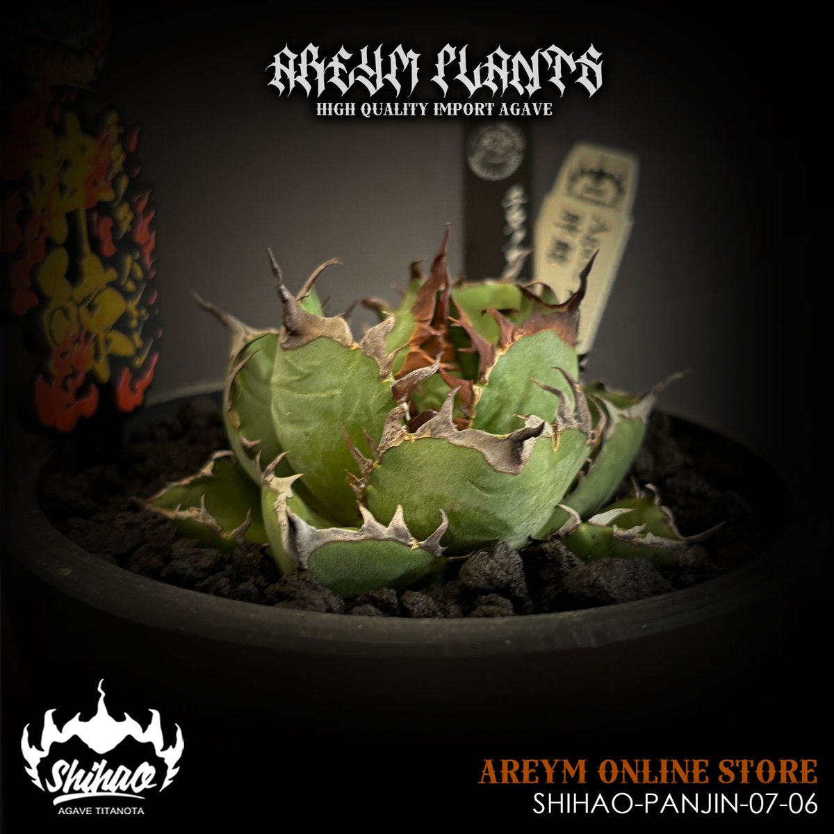 発根済 台湾Shi-hao産 アガベ チタノタ パンジン 胖鯨 agave