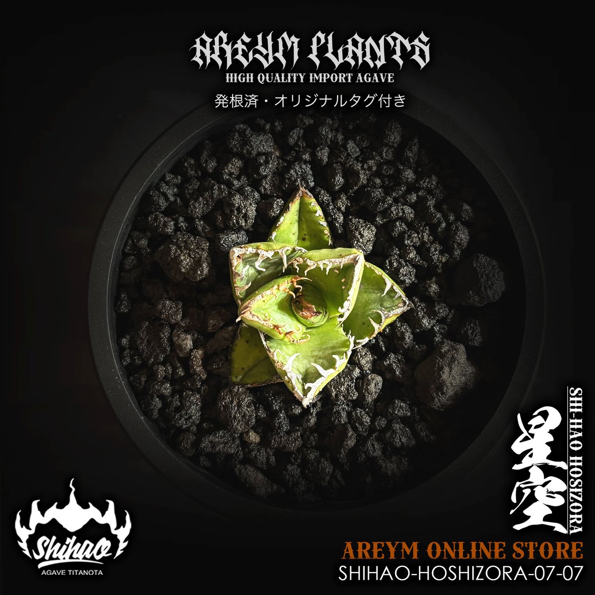 発根済 台湾Shi-hao アガベ チタノタ ホシゾラ 元祖星空 agave