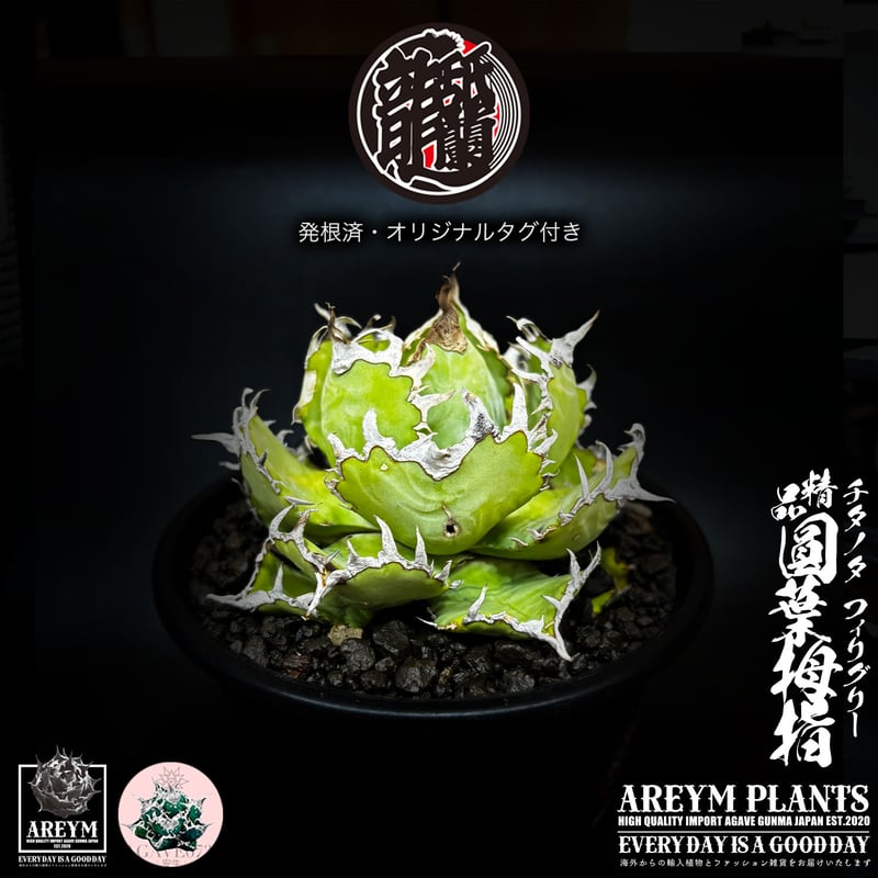 発根済 送料無料 アガベ チタノタ フィリグリー 精品 圓葉拇指 Agabe