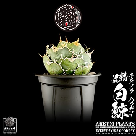 BIGサイズ! 税込・送料無料でお届け致します アガベ チタノタ 精品白鯨  Agave Titanota White Whale  (AREYM-WHITE_W-04-01)