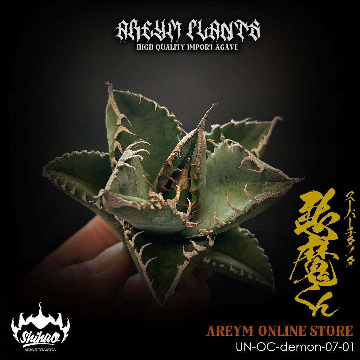 Agave Titanota アガベチタノタ シチリア FO76 大株 悪魔くん Agave Titanota アガベチタノタ シチリア FO76 大株 悪魔くん