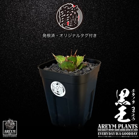 発根済 送料無料 潮龍家 安生産 アガベ チタノタ 黒王 agave titanota kokuo【Andy-OC-KOKUO-06-02】