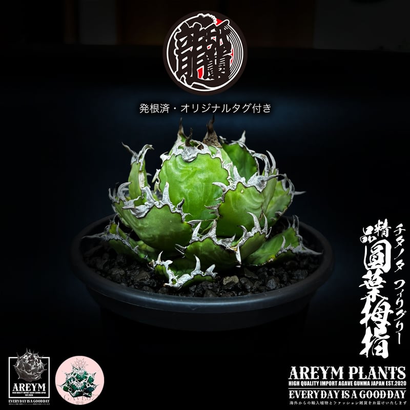 発根済 送料無料 アガベ チタノタ フィリグリー 精品 圓葉拇指 Agabe