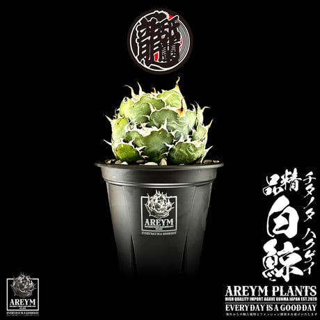 ボールタイプ | STORES
