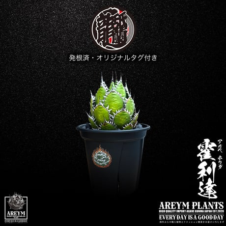 アガベホリダ | STORES