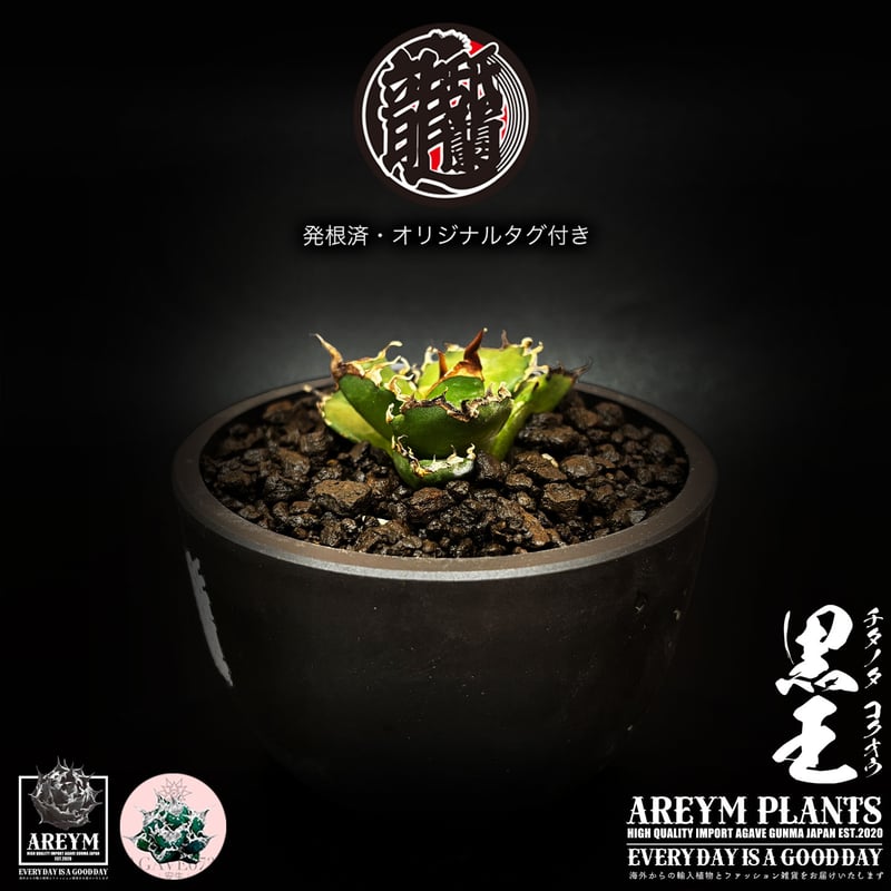 発根済 送料無料 潮龍家 安生産 アガベ チタノタ 黒王 agave titanota