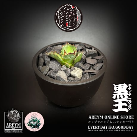 発根済 送料無料 潮龍家 安生産 アガベ チタノタ 黒王 agave titanota kokuo【Andy-OC-KOKUO-002-01】