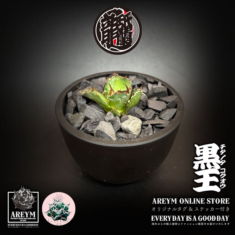 発根済 送料無料 潮龍家 安生産 アガベ チタノタ 黒王 agave titanota