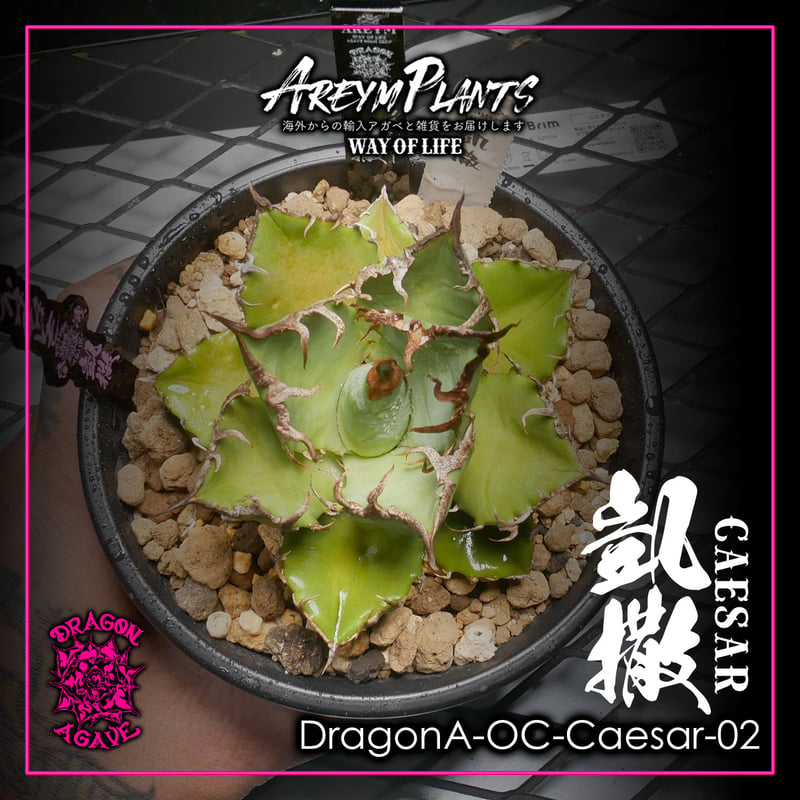 ドラゴンアガベ産！アガベ チタノタ シーザー 凱撒 台湾 Agave 