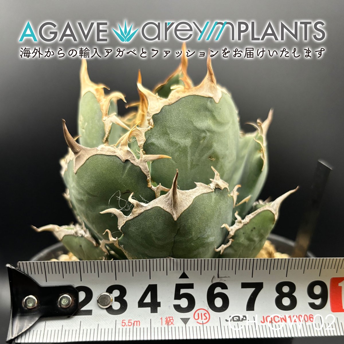 発根済!アガベ・チタノタ・金鯨|agave titanota Gold Whalen 発根済!アガベ・チタノタ・金鯨|agave titanota Gold Whalen