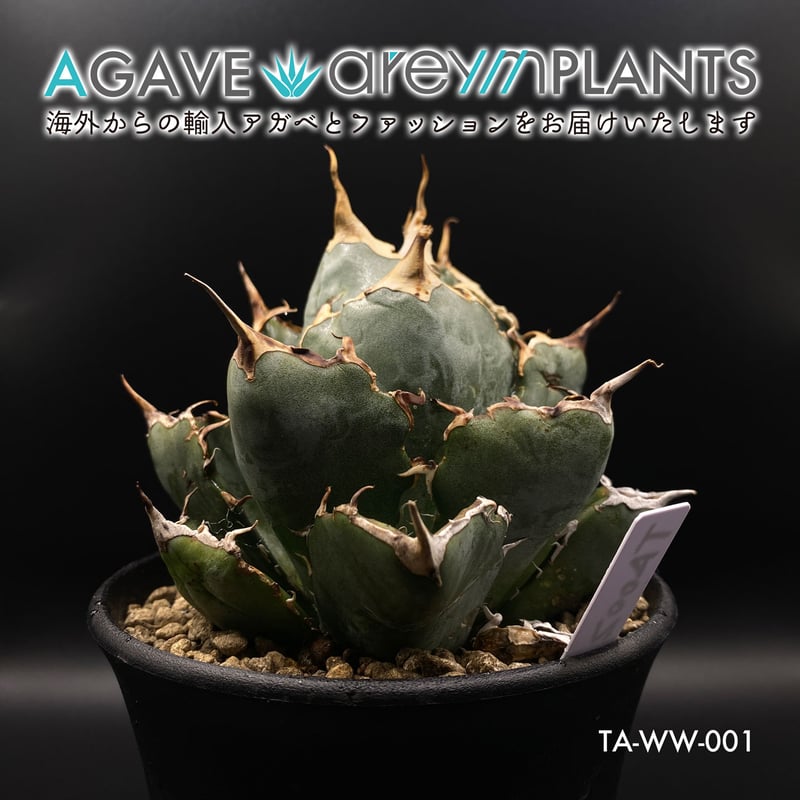 アガベ チタノタ 蟹 覆輪 【公式通販】