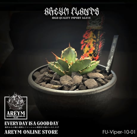 CATEGORY アガベ 小株 | アレイムプランツ