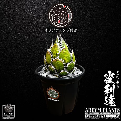 大株アガベホリダ最終値下げ アガベ ホリダ agave horrida 4 【大株・美株】 | 多肉植物ハオルチア