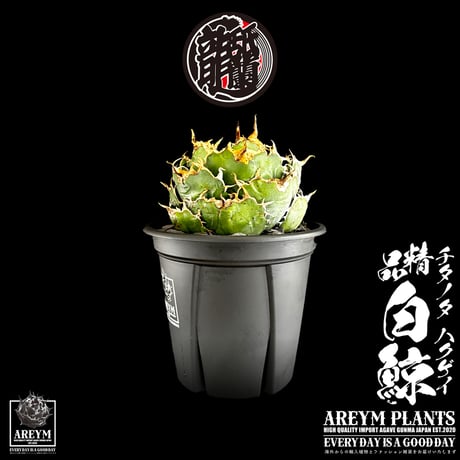 BIGサイズ! 税込・送料無料でお届け致します アガベ チタノタ 精品白鯨  Agave Titanota White Whale  (AREYM-WHITE_W-04-01)