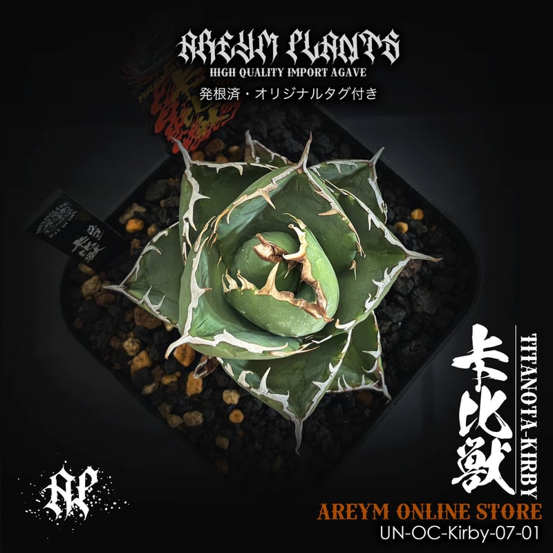 発根済 雲南省産 アガベ チタノタ 卡比兽 卡比獣 カビゴンAgave