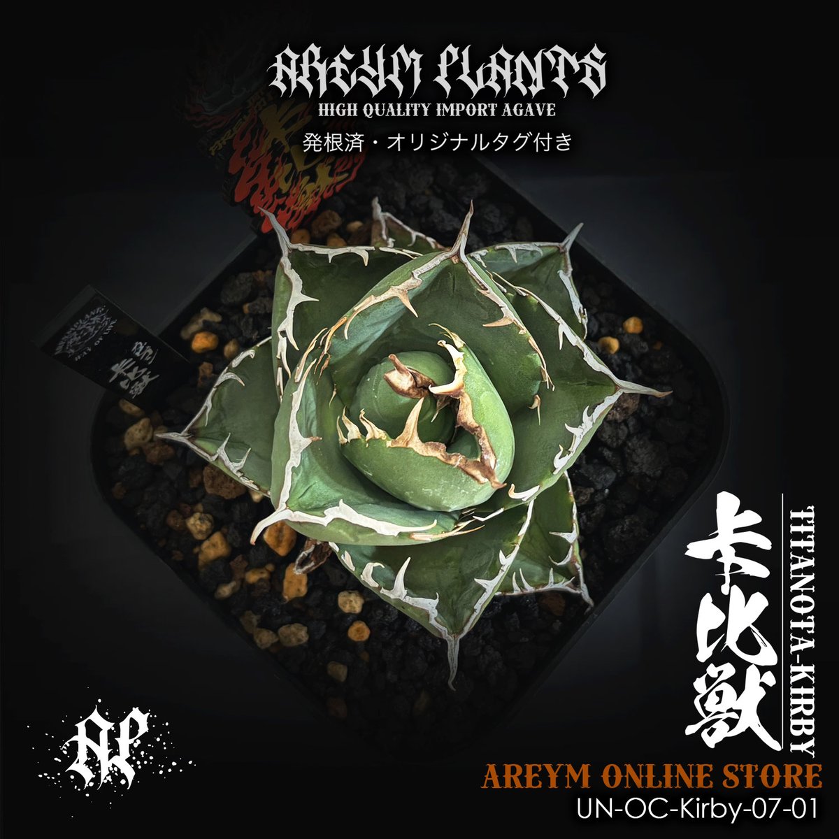 アガベ・チタノタ 卡比獣（カビゴン） アガベ・チタノタ「卡比獣（カビゴン）」 3.5号鉢 | | チタノタ