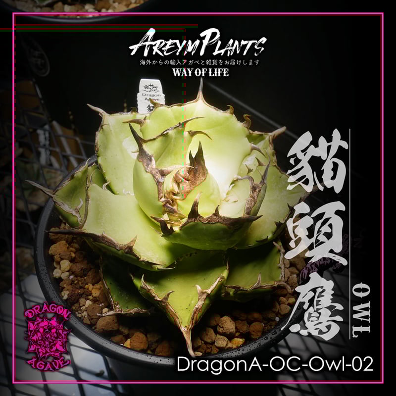 アガベ 梟 kikko 吉光窯 作家鉢ごと YOKOYAMA CAUDEX ART | 陶器鉢