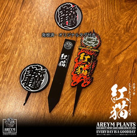 発根済 送料無料 アガベ チタノタ レッドキャットウィーズル Agave titanota Red Catweazle ARM-REDCAT-08-02