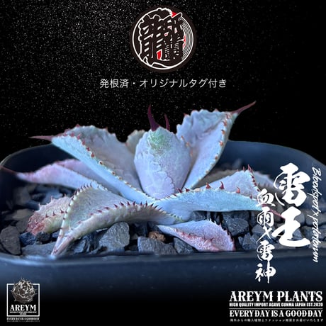 発根済 送料無料 ハイブリッド 雷王 血雨x雷神 ブラッドスポット×ポタトラム Agave hybrid Bloodspot x potatorum