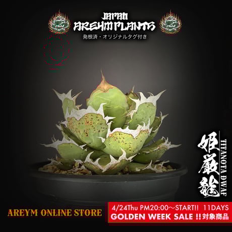 ボールタイプ | STORES ボールタイプ | STORES