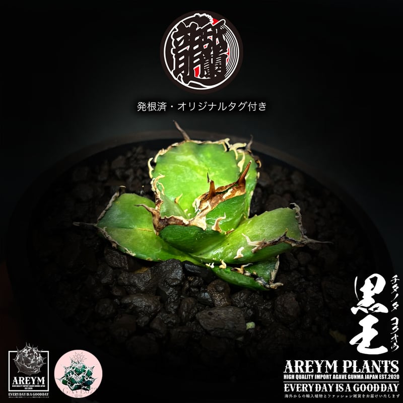 発根済 送料無料 潮龍家 安生産 アガベ チタノタ 黒王 agave titanota