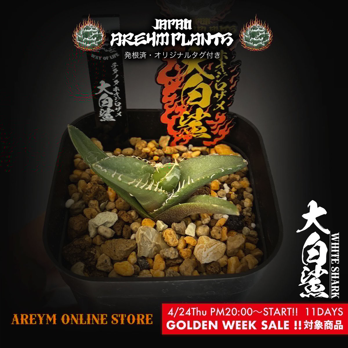 中国雲南省産 アガベ チタノタ ホオジロザメ 大白鯊 agave
