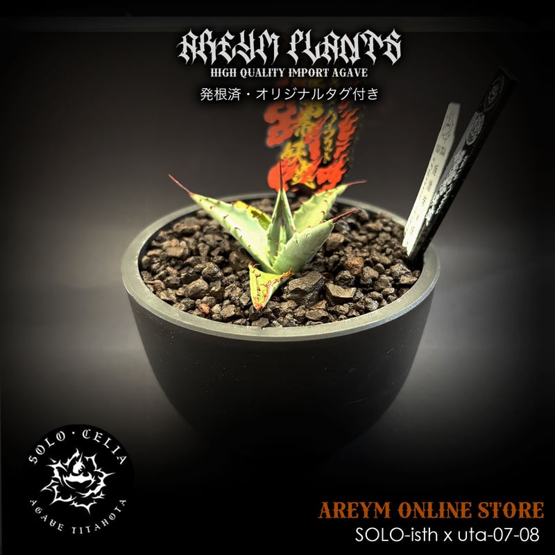 アガベ ハイブリッド 妖炎 x シーザー 強棘 コレクション株 サイズ良好